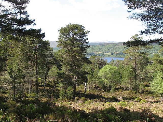 Poem of the Week: To A Mouse by Robert Burns