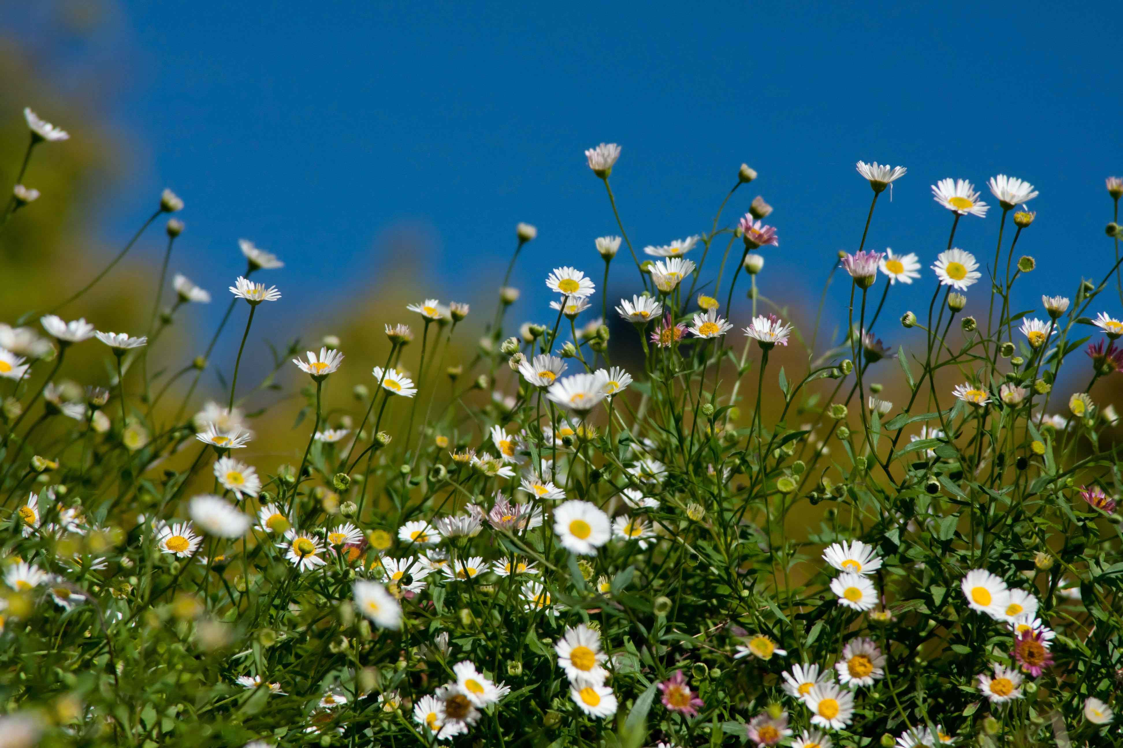 Poem of the Week: Spring by Edna St. Vincent Millay