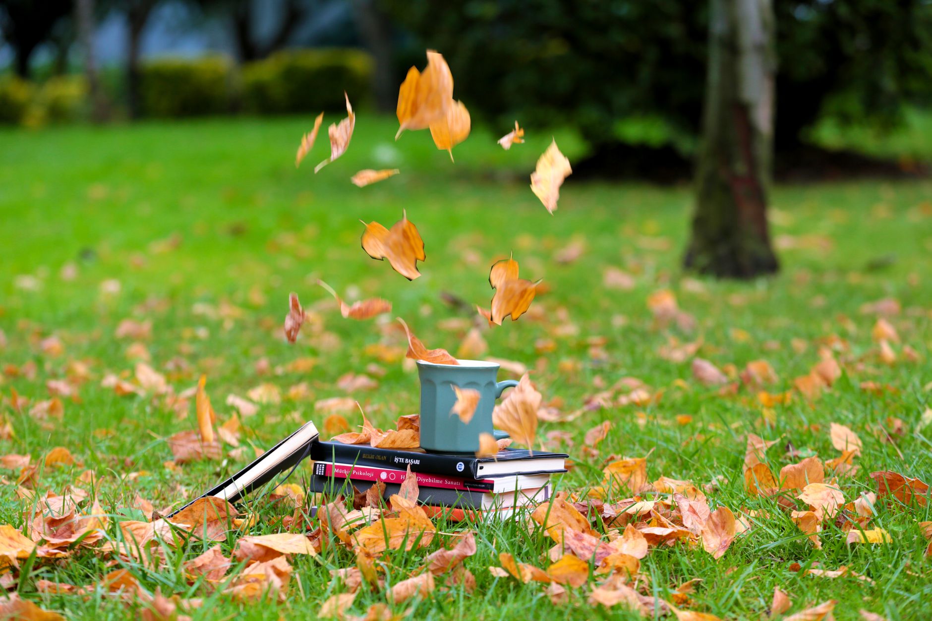 Books To Read This Month: September Edition